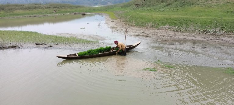 কাপ্তাই হ্রদের জলে ভাসা জমিতে ধানের চারা রোপনে ব্যস্ত কৃষকরা