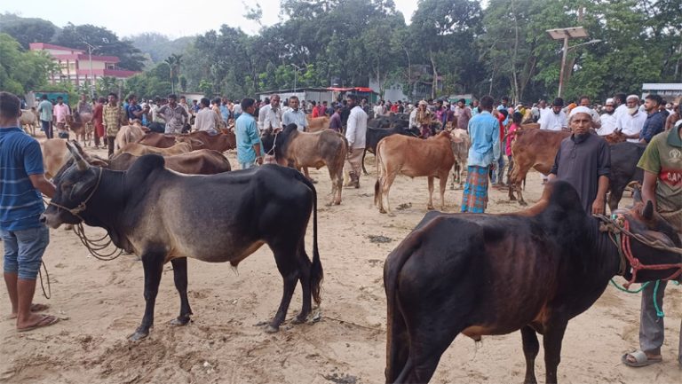 লামা পশুর হাটে ক্রেতা-বিক্রেতা উভয়কে দিতে হয় টোল