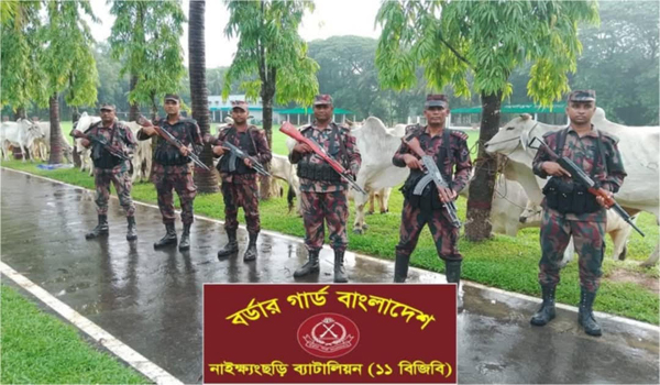 বিজিবির জব্দকৃত বার্মিজ গরু ছিনিয়ে নিতে হামলায় বিজিবির ৩ সদস্যসহ আহত-৪