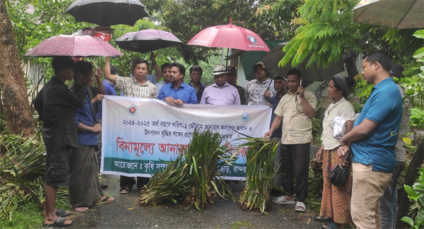 রোয়াংছড়িতে উন্নত জাতের আনারসের চারা বিতরণ