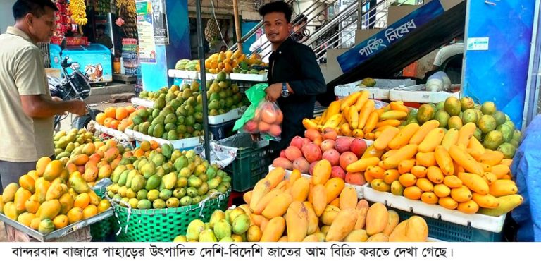 বান্দরবানে পাহাড়ে উৎপাদিত রুপালী ও বার্মিজ রাঙ্গোয়াই আম’ই আস্থা বাড়ছে ক্রেতাদের