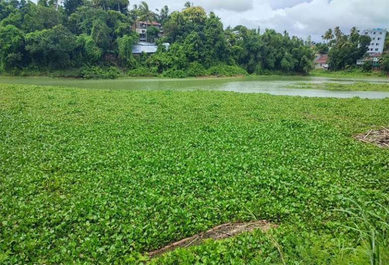 কচুরিপানায় ভরে গেছে কাপ্তাই হ্রদ, নৌযান চলাচলে বিঘ্ন, কচুরিপানায় বাড়ছে সাপের প্রকোপ