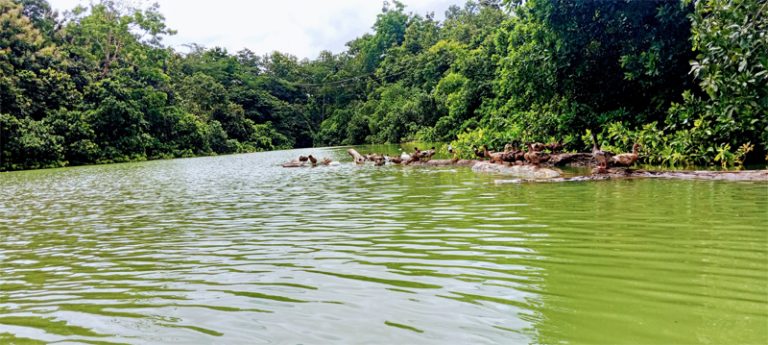 ভরা যৌবনে ফিরেছে বিলাইছড়ির প্রকৃতি, এ যেন অপরূপ সৌন্দর্য্য
