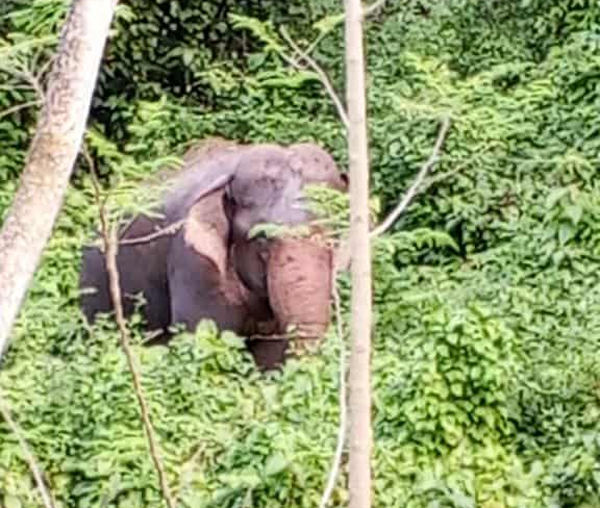 দিনে ও রাতে কাপ্তাই মা সীতা দেবী মন্দিরে বন্য হাতির বিচরণ : আতঙ্কে মন্দিরের পুজারিরা
