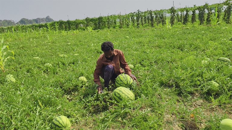 বাঘাইছড়িতে ভালো ফলনের পরও শঙ্কায় তরমুজ চাষিরা