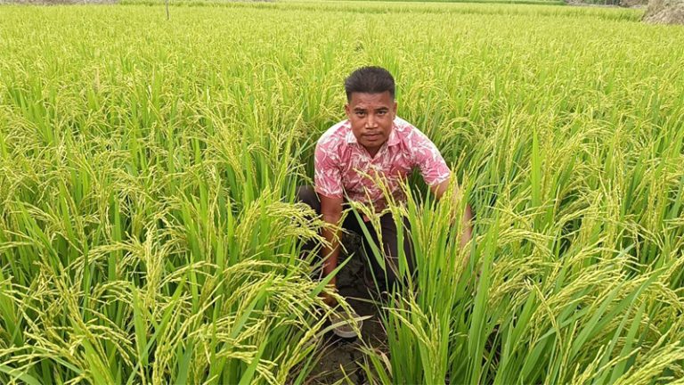 কাপ্তাইয়ের দুর্গম চাকুয়ায় ব্রি ধান ১০২ জাত চাষে সফলতা