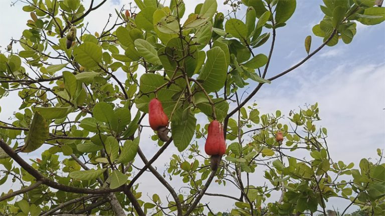 কাপ্তাই রাইখালী পাহাড়ি কৃষি গবেষণা কেন্দ্রে কাজু বাদাম চাষে সফলতা