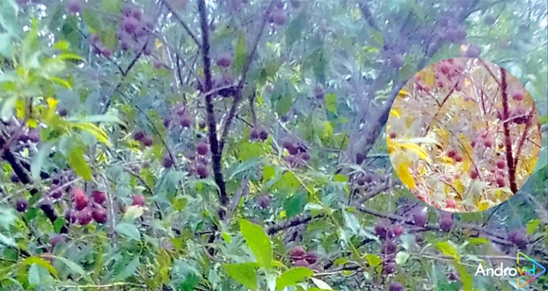 পাহাড়ি মাটিতে আলুবোখারা চাষে রামগড় পাহাড়াঞ্চল কৃষি গবেষণা কেন্দ্রের সফলতা