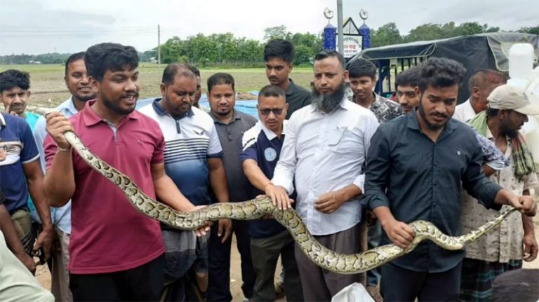 খাগড়াছড়ির দীঘিনালা জালে আটকা পড়া ৮ ফুট লম্বা বার্মিজ অজগর উদ্ধার