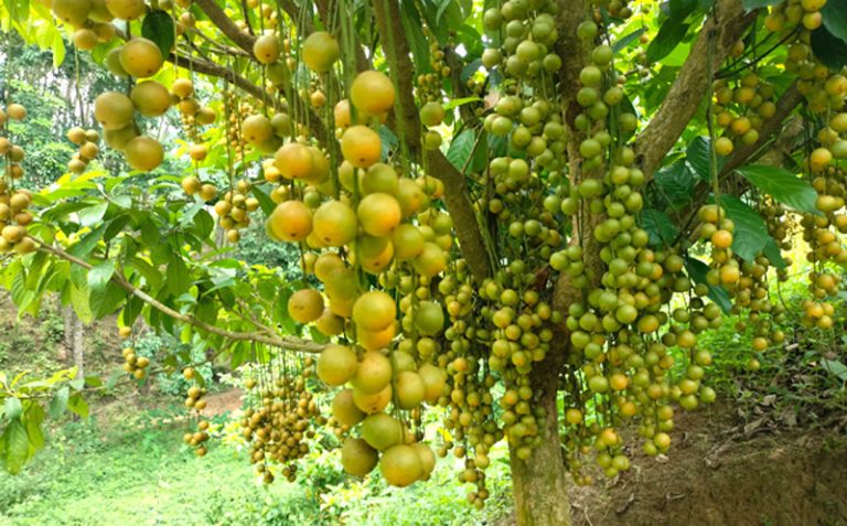 খাগড়াছড়ির ৯ উপজেলায় বাজারে বিক্রি হচ্ছে রসালো পাহাড়ি লটকন, চাষে সাফল্যের নতুন দিগন্ত